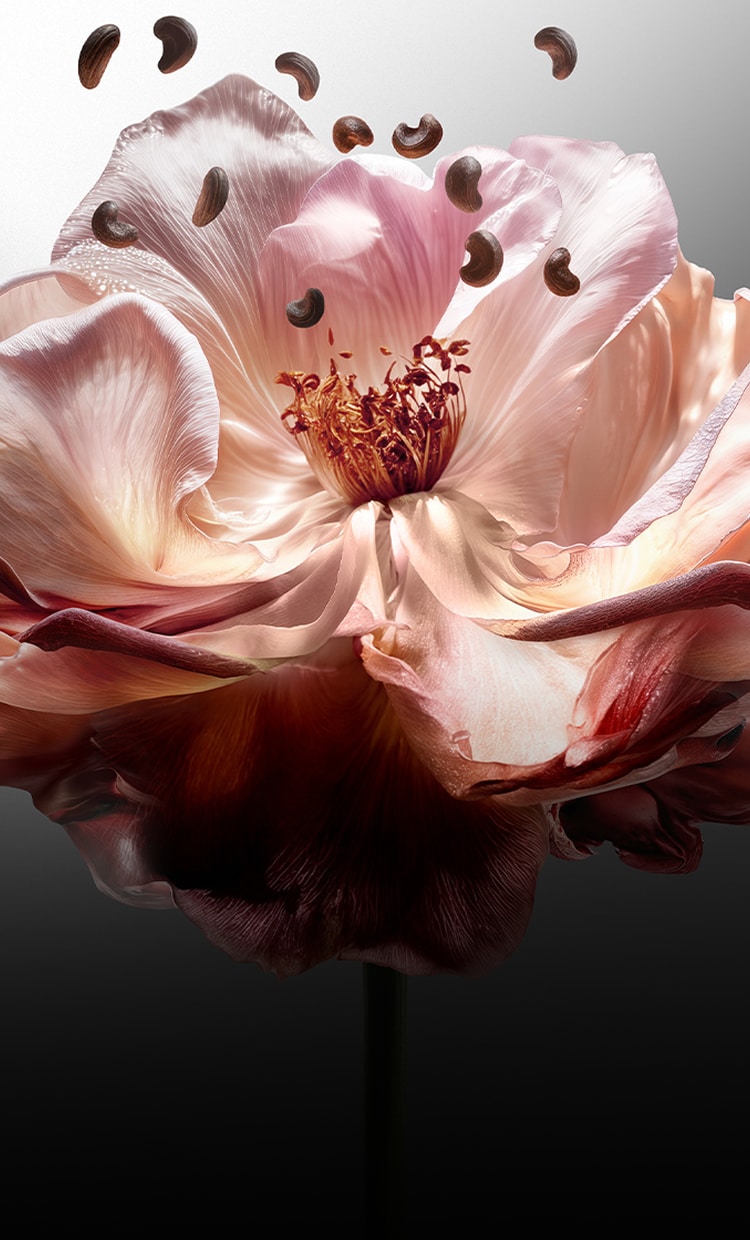 Angels' Share Paradise